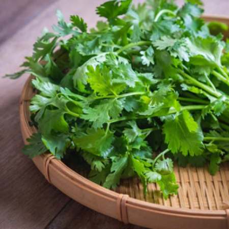 Coriander