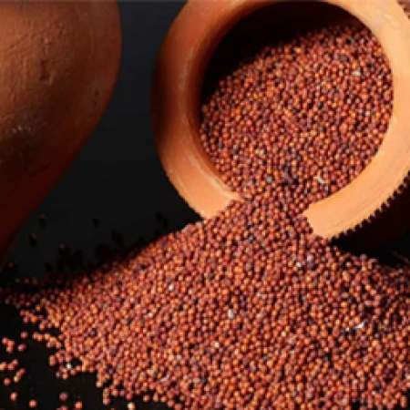 Finger millet