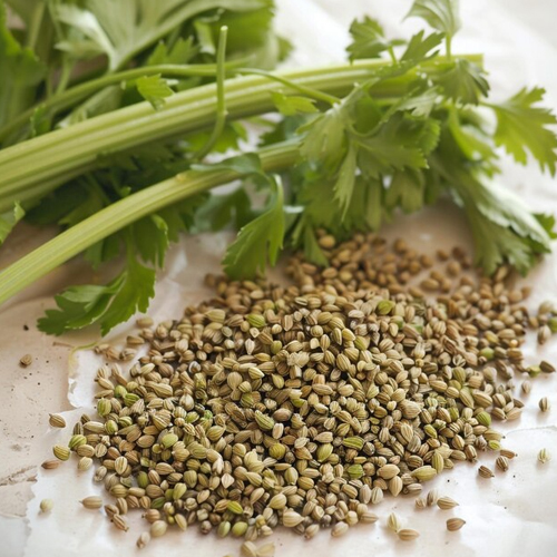 Coriander